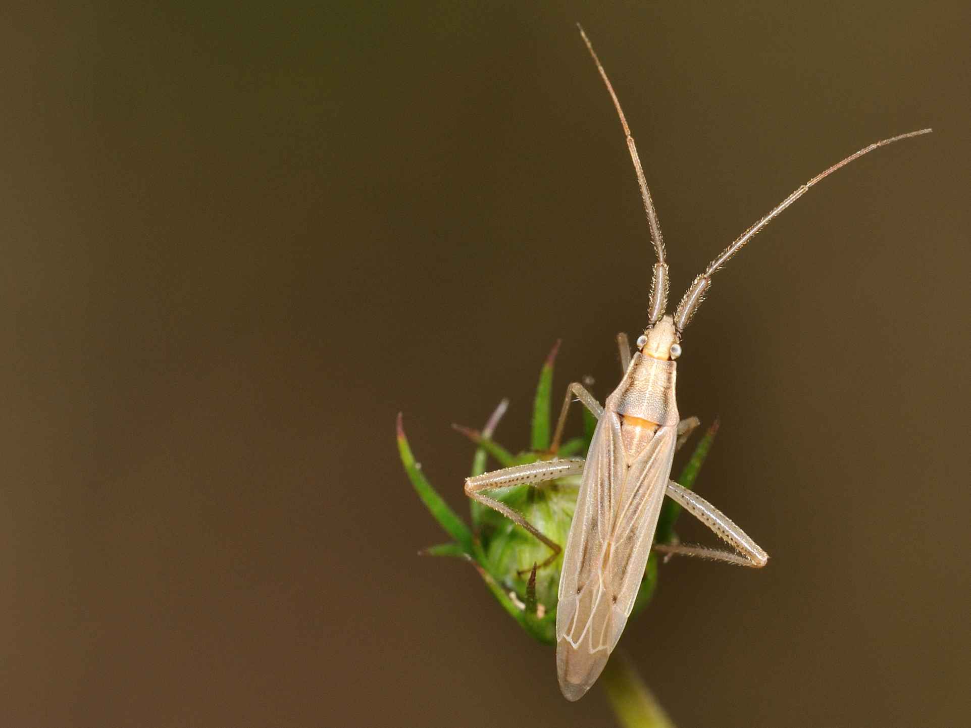 Miridae: Stenodema sericans dell''Abruzzo e CHIAVE DICOTOMICA